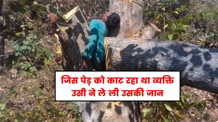 falling of a tree in Gahar of Kullu