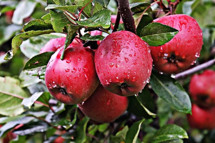 Himachal apple farmers is politically motivated